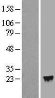 IFNA4 Human Over-expression Lysate