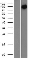NFH (NEFH) Human Over-expression Lysate