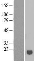 Interferon alpha 6 (IFNA6) Human Over-expression Lysate