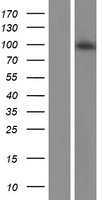 KAT2A Human Over-expression Lysate