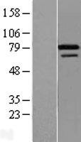 ZNF8 Human Over-expression Lysate