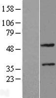 ZNF2 Human Over-expression Lysate