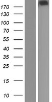 CACNA1H Human Over-expression Lysate