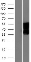 SEZ6L Human Over-expression Lysate