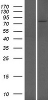 DMTF1 Human Over-expression Lysate