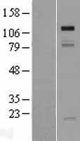 GRIP1 Human Over-expression Lysate