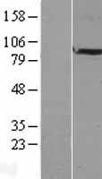 BRINP2 Human Over-expression Lysate