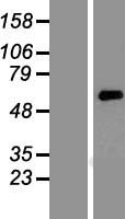 KCNK10 Human Over-expression Lysate