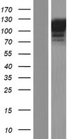 KIAA1967 (CCAR2) Human Over-expression Lysate