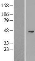 G6PC2 Human Over-expression Lysate