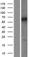 GRHL3 Human Over-expression Lysate