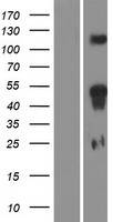 HOXD11 Human Over-expression Lysate