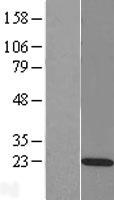 RAP2C Human Over-expression Lysate