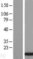 C9orf80 (INIP) Human Over-expression Lysate