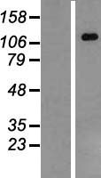 CARD12 (NLRC4) Human Over-expression Lysate