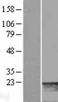 MYL7 Human Over-expression Lysate