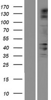 CACTIN Human Over-expression Lysate