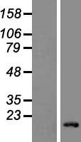 LY6G6D Human Over-expression Lysate