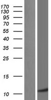 C6orf115 (ABRACL) Human Over-expression Lysate