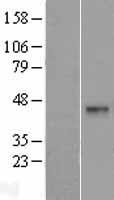 DNASE2B Human Over-expression Lysate