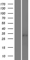 LILRA5 Human Over-expression Lysate