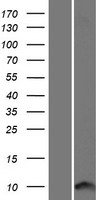 ICEBERG (CARD18) Human Over-expression Lysate