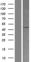 HRH4 Human Over-expression Lysate