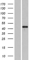PLEKHA2 Human Over-expression Lysate