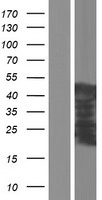 PLEKHA1 Human Over-expression Lysate