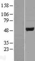 Pellino 2 (PELI2) Human Over-expression Lysate