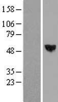 RISC (SCPEP1) Human Over-expression Lysate
