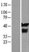 MYG1 Human Over-expression Lysate