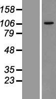 VPS11 Human Over-expression Lysate