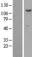 ZNF500 Human Over-expression Lysate