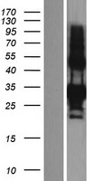 EDA2R Human Over-expression Lysate