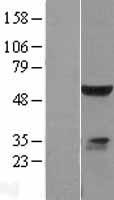 ELK4 Human Over-expression Lysate
