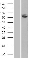 FASTKD5 Human Over-expression Lysate