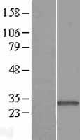HAPLN2 Human Over-expression Lysate