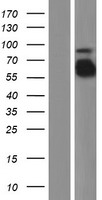 Fibrinogen alpha chain (FGA) Human Over-expression Lysate
