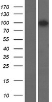 AGBL5 Human Over-expression Lysate