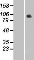 RINT1 Human Over-expression Lysate