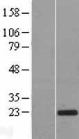 SPCS3 Human Over-expression Lysate