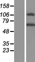 Translation factor GUF1, mitochondrial (GUF1) Human Over-expression Lysate