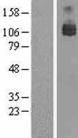 AXL Human Over-expression Lysate