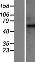 GABA A Receptor beta 2 (GABRB2) Human Over-expression Lysate