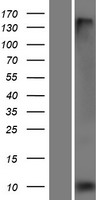 FXYD3 Human Over-expression Lysate