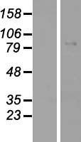 Glycogen synthase 2 (GYS2) Human Over-expression Lysate