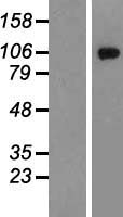GRIK2 Human Over-expression Lysate