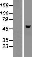 NAP1L2 Human Over-expression Lysate
