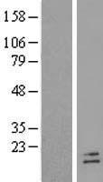 POLR2F Human Over-expression Lysate